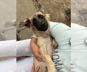 Dachshund-Unknown Mix Dogs for adoption in Virginia Beach, VA, USA