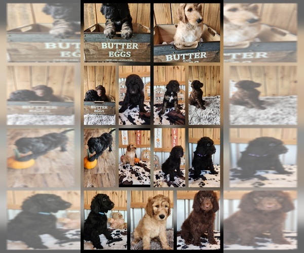 Medium Photo #1 Goldendoodle Puppy For Sale in LORIS, SC, USA