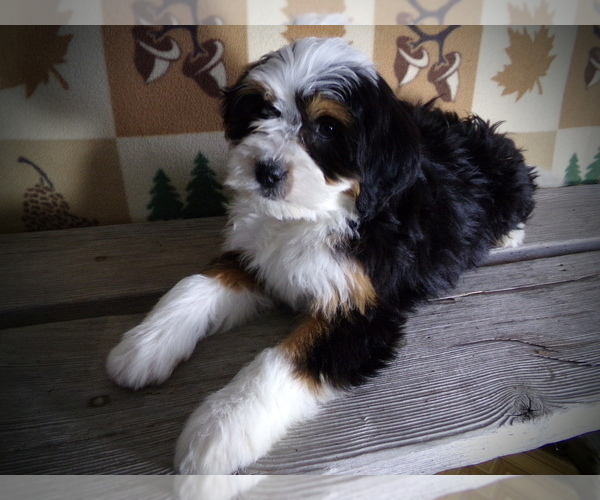 Medium Photo #2 Miniature Bernedoodle Puppy For Sale in MILLERSBURG, OH, USA