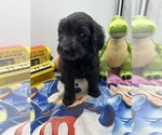 Small Photo #11 Goldendoodle Puppy For Sale in NORTH SMITHFIELD, RI, USA