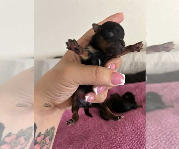 Medium Photo #4 Yorkshire Terrier Puppy For Sale in REDLANDS, CA, USA