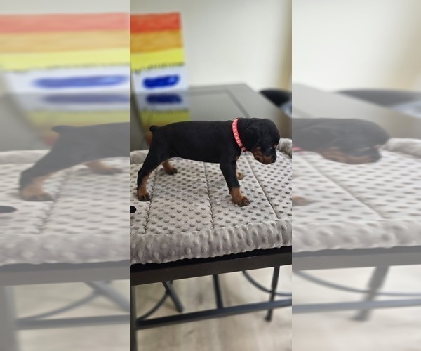Medium Photo #36 Doberman Pinscher Puppy For Sale in WHEELING, IL, USA