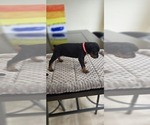 Small #4 Doberman Pinscher