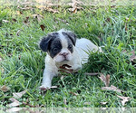 Small Photo #3 French Bulldog Puppy For Sale in SAND SPRINGS, OK, USA