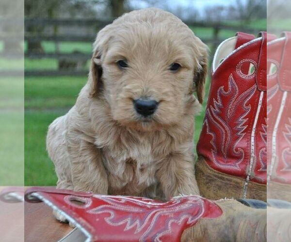 Medium Photo #1 Goldendoodle Puppy For Sale in GREENCASTLE, PA, USA
