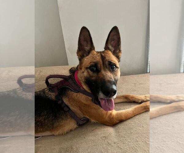 Medium Photo #13 German Shepherd Dog Puppy For Sale in garner, NC, USA