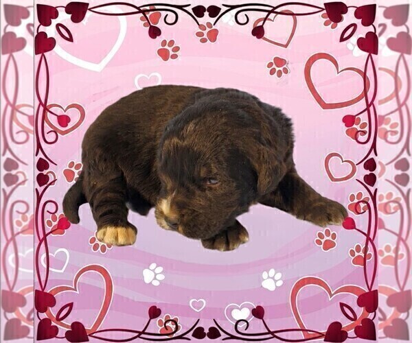 Medium Photo #14 Golden Mountain Dog Puppy For Sale in BLACK FOREST, CO, USA