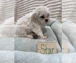 Small Photo #20 Poodle (Miniature)-Zuchon Mix Puppy For Sale in HTFD, CT, USA
