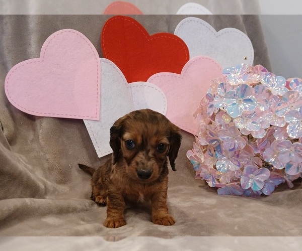 Medium Photo #2 Dachshund Puppy For Sale in BURLINGTON, MA, USA