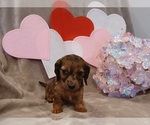 Small #1 Dachshund