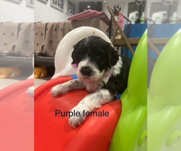 Medium Photo #1 Portuguese Water Dog Puppy For Sale in DES MOINES, IA, USA