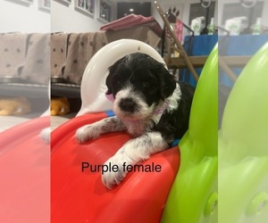 Portuguese Water Dog Puppy for sale in DES MOINES, IA, USA