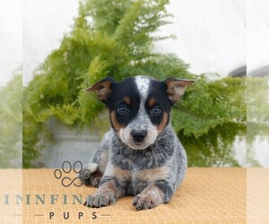Australian Cattle Dog Puppy for sale in ATGLEN, PA, USA