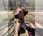 Small Photo #1 Labrador Retriever-Unknown Mix Puppy For Sale in Woodstock, GA, USA
