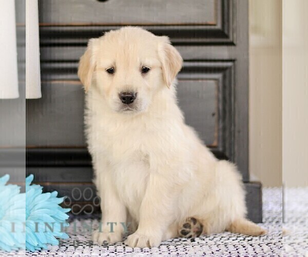 Medium Photo #4 Golden Retriever Puppy For Sale in BIRD IN HAND, PA, USA