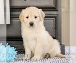 Small #3 Golden Retriever