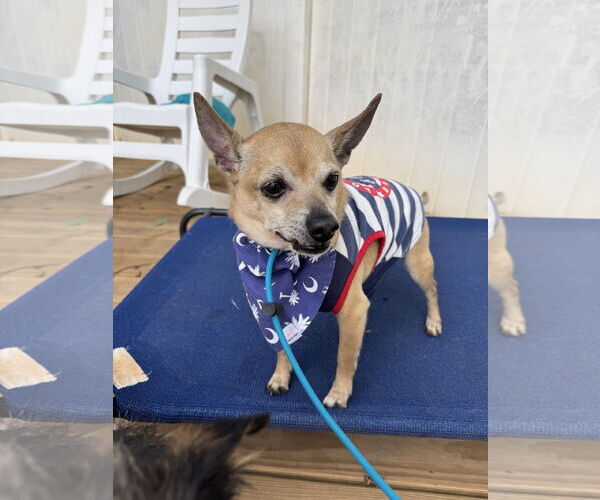 Medium Photo #4 Chihuahua-Unknown Mix Puppy For Sale in Greenville, SC, USA