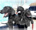 Small Photo #2 Labradoodle Puppy For Sale in VERGENNES, IL, USA