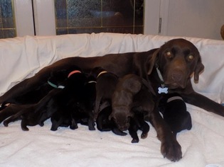 Mother of the Labrador Retriever puppies born on 07/31/2016