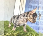 Small Photo #13 French Bulldog Puppy For Sale in DALLAS, TX, USA