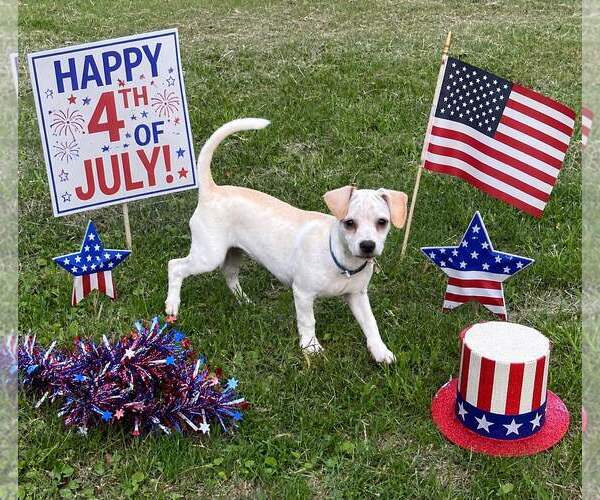 Medium Photo #3 Chihuahua Puppy For Sale in Yardley, PA, USA