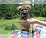 Small #4 German Shepherd Dog
