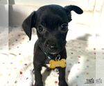Small #1 Chihuahua Mix