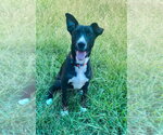 Small #7 Collie-Labrador Retriever Mix