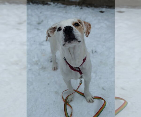 Medium Photo #6 Labrador Retriever-Unknown Mix Puppy For Sale in Utica, NY, USA