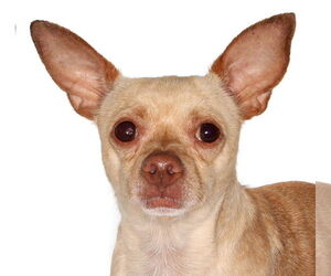 Chihuahua Dogs for adoption in Oakland Park, FL, USA