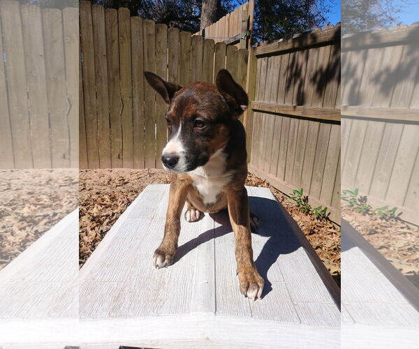 Medium Photo #5 Labrador Retriever-Unknown Mix Puppy For Sale in The Woodlands, TX, USA