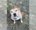 Small #7 Mountain Cur-Rhodesian Ridgeback Mix
