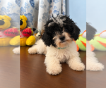 BichPoo puppies - Male Bichpoo Puppy for Sale - Photo #16