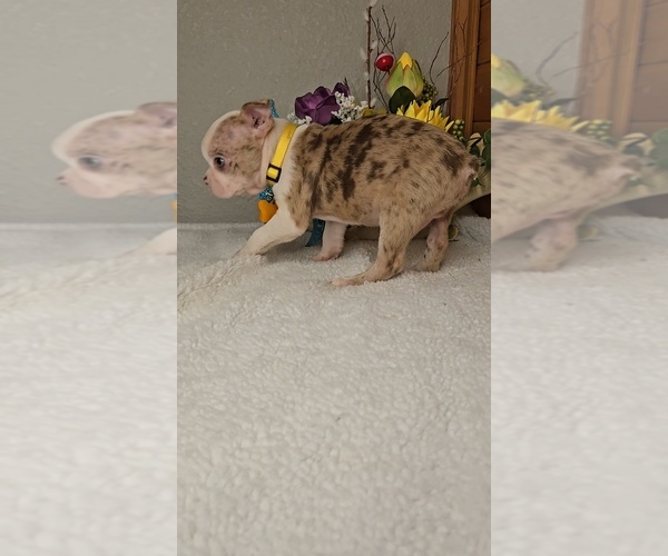 Medium Photo #4 Boston Terrier Puppy For Sale in JASONVILLE, IN, USA