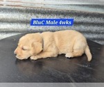 Small #13 Labrador Retriever