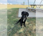 Small #5 Mutt