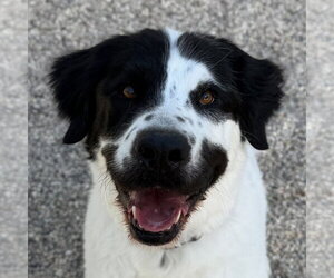 Labrador Retriever-Unknown Mix Dogs for adoption in Jefferson, WI, USA