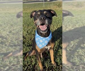 Mutt Dogs for adoption in Rosenberg, TX, USA