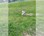 Small #1 American Staffordshire Terrier