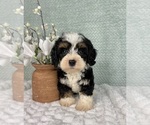 Small #2 Cavapoo