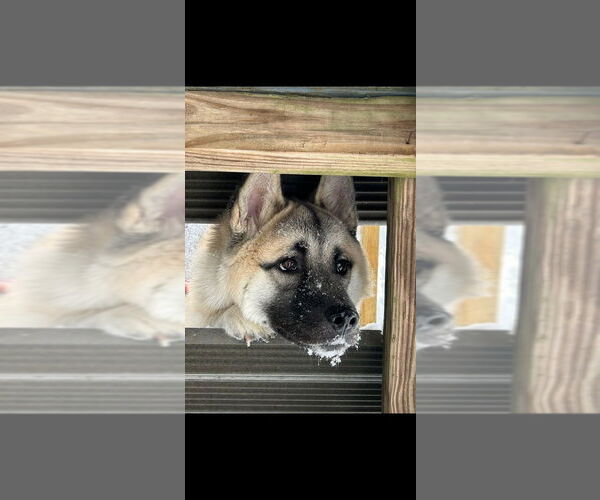 Medium Photo #4 Akita-Huskies  Mix Puppy For Sale in FRAMINGHAM, MA, USA