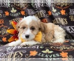 Small #3 Maltipoo