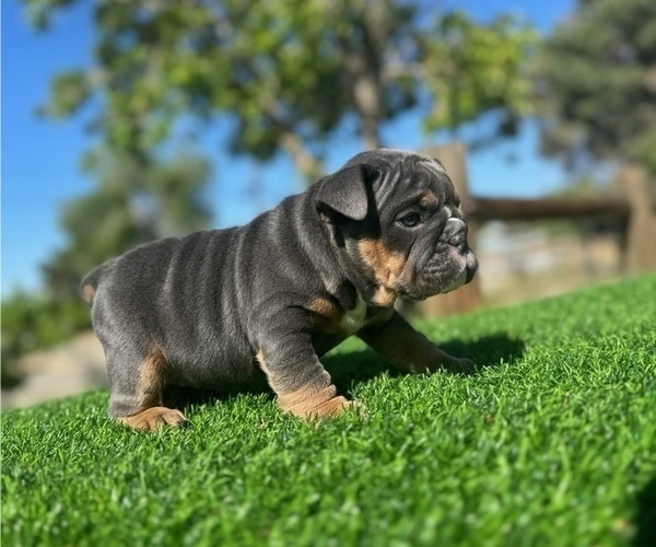 Medium Photo #2 English Bulldog Puppy For Sale in LA JOLLA, CA, USA