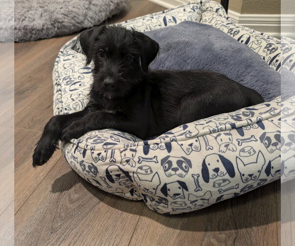 Medium Photo #2 Labrador Retriever-Unknown Mix Puppy For Sale in The Woodlands, TX, USA