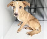 Small Rat Terrier Mix