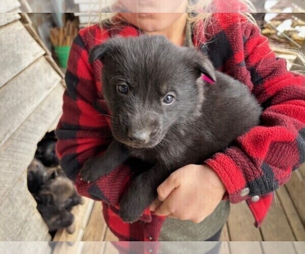 Medium Photo #10 German Shepherd Dog Puppy For Sale in MITCHELL, IN, USA