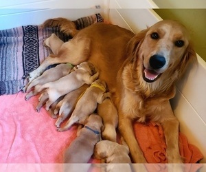 Mother of the Golden Retriever puppies born on 02/22/2023