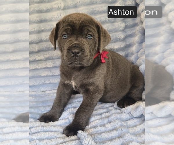 Medium Photo #6 Cane Corso Puppy For Sale in MINERAL WELLS, WV, USA