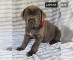 Small #5 Cane Corso