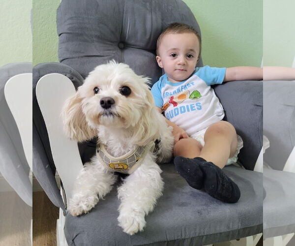 Medium Photo #10 Cavapoo Puppy For Sale in Fallbrook, CA, USA